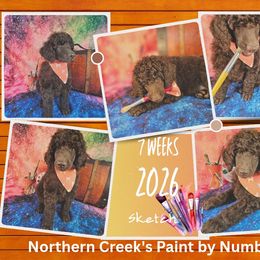 Sketch - Brown male Poodle puppy in Mcbain, Michigan from Northern Creek