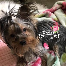 Angel - Yorkshire Terrier