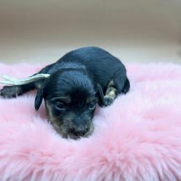 White collar - Black and cream female Dachshund puppy in Simms, Montana from Simms Ashuelot Kennel