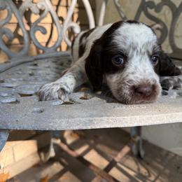 Gentry - Liver white and tan male English Springer Spaniel puppy in Williston, Florida from Parks Paradise Springers