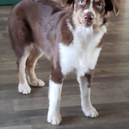 Australian Shepherd Puppies from Moss' Cross Creek Aussie’s