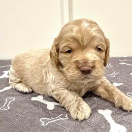 Sammy - Golden male Cockapoo puppy in Liberty, Kentucky from Kentucky Cockapoos