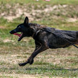 Reaper - Belgian Malinois