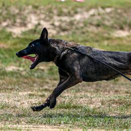 Reaper - Belgian Malinois