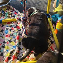 Greater Swiss Mountain Dog Puppies from Hoberg's GSMD