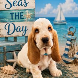 Light Blue collar Male - Lemon and white male Basset Hound puppy in Columbia, South Carolina from Pawmetto Hounds