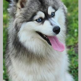 Tater - Pomsky