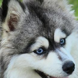 Tater - Pomsky