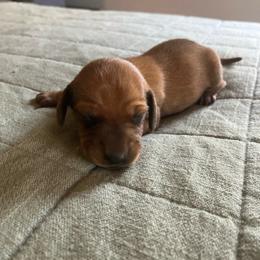 Jenny - Red female Dachshund puppy in Brave, Pennsylvania from Maple Moon Mini Dachshunds