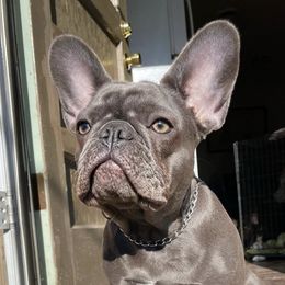 French Bulldogs from Juice.Kennels