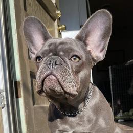 French Bulldogs from Juice.Kennels