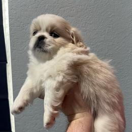 Lola - Cream female Pekingese puppy in Enterprise, Nevada from Pekingese Puppy Vegas