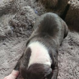 Boy 6 - Seal male Italian Greyhound puppy in Monticello, Florida from Lebeck Acres