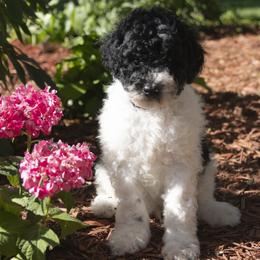Poodle Puppies from Timberlea kennels