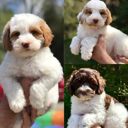  Puppies from Monique  Algera