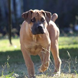 Poppy(Yellow) - Brown female Boerboel puppy in Shawnee, Oklahoma from TXT Boerboels