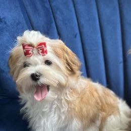 Maltese, Morkies, and Yorkshire Terriers from Royal Breeze Puppies