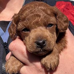 Caroline - Red  female Poodle puppy in Labelle, Florida from RomLein Poodle