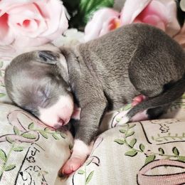 You Make My Heart Sing - White and blue female Italian Greyhound puppy in Cadwell, Georgia from All The DoDa Day Italian Greyhounds