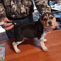 Snoopy - Black tan and bluetick male Beagle puppy in Lockney, West Virginia from S&T Kennels