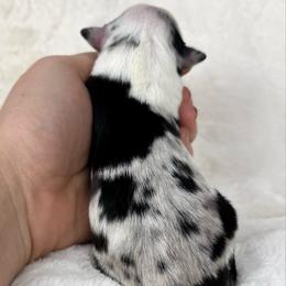 Penelope - Blue merle female Miniature Australian Shepherd puppy in Bedias, Texas from JSK Aussie and Cavaliers