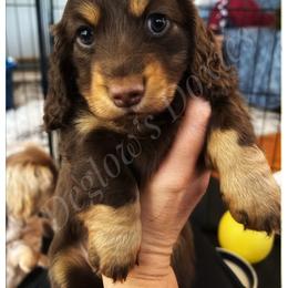 Dachshund Puppies from Deglow’s Doxies