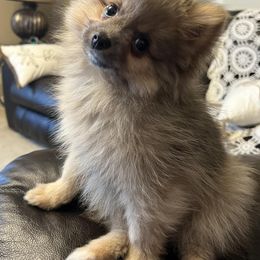 Pomeranians from Angelas Pomeranians