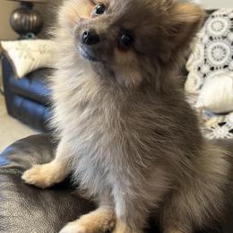 Pomeranians from Angelas Pomeranians