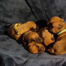 Rhodesian Ridgeback Puppies from Sans Peur Ridgebacks