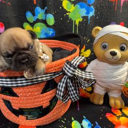 Diamond Dream - Blue fawn female French Bulldog puppy in Fort Wayne, Indiana from Jack & Ruby’s Frenchies