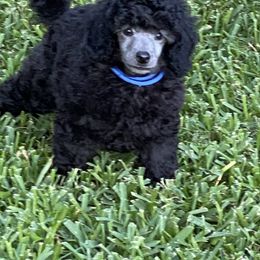 Poodle Puppies from Zoelle Poodles