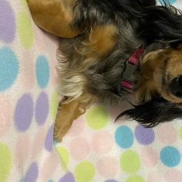 Juliet  - Dachshund