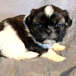 Aston - Brindle and white male Shih Tzu puppy in Waynesboro, Pennsylvania from Big Win Shih Tzus