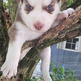 Rusty - Red and white male Siberian Husky puppy in Springfield, Massachusetts from 16acreshuskies