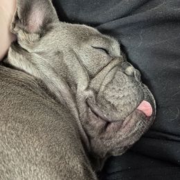 Zita - French Bulldog