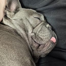 Zita - French Bulldog