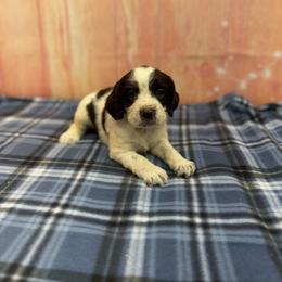 Lucy - White and liver female English Springer Spaniel puppy in Rogers, Ohio from StoneyBrook Setters