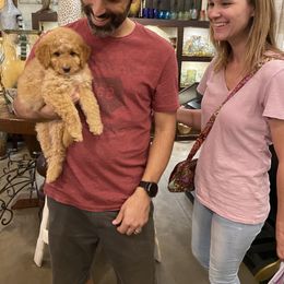 Goldendoodle Puppies from Labradoodleday