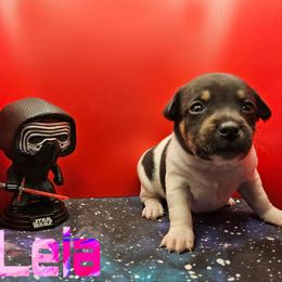 Leia - White black and tan female Rat Terrier puppy in Lynn, Alabama from Cryptic Rat Terriers
