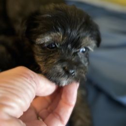 Morkie and Yorkshire Terrier Puppies from DEJAVU PUPS