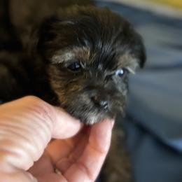 Morkie and Yorkshire Terrier Puppies from DEJAVU PUPS
