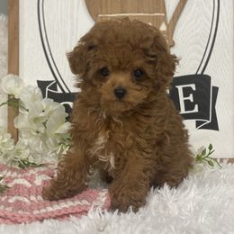 Alice - Red  female Poodle puppy in Lagrange, Indiana from Heavn Sent Acres