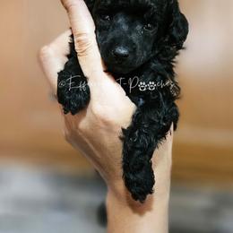 Black Betty - Black female Poodle puppy in Coolidge, Arizona from Effervescent-Pooches