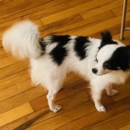 Bamboo - Chihuahua