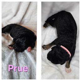 Prue - Black female Saint Berdoodle puppy in Battle Ground, Washington from Mad Hatter Farms Saint Berdoodles