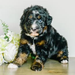 Wynn - male Australian Mountain Doodle puppy in Spanish Fork, Utah from K Brand Doodles