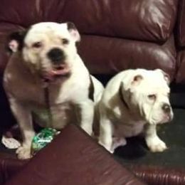 Bulldogs from Taylormade Bulldogs
