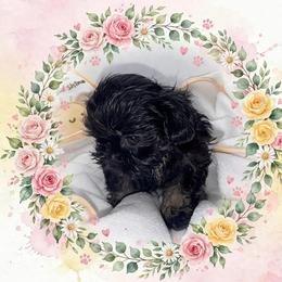 Dobie Girl - Black and tan female Shih Tzu puppy in Albany, New York from Precious Shihpoo’s and Luxurious Shih Tzu’s