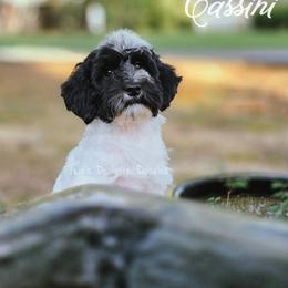 Cassini - Black and white female Aussiedoodle puppy in Centreville, Mississippi from Trin's Designer Doodles