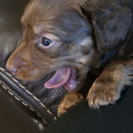 Dachshund Puppies from Mobile Mini Dachshunds